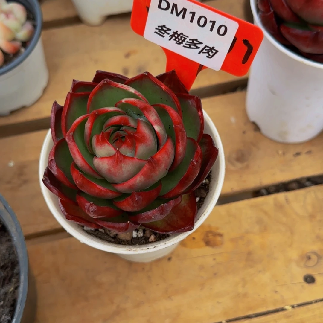 ?****天云南精品多肉1010