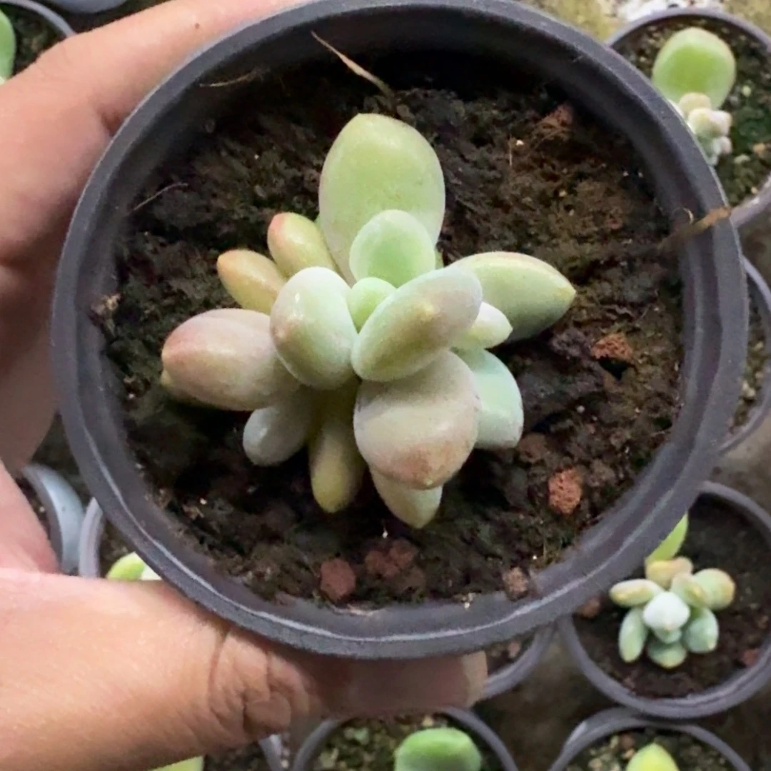 奶龙 叶插 一物一拍