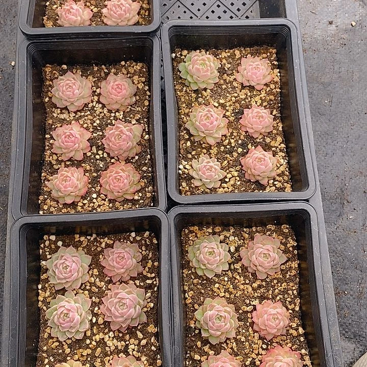 8 多肉植物盆栽花卉植物