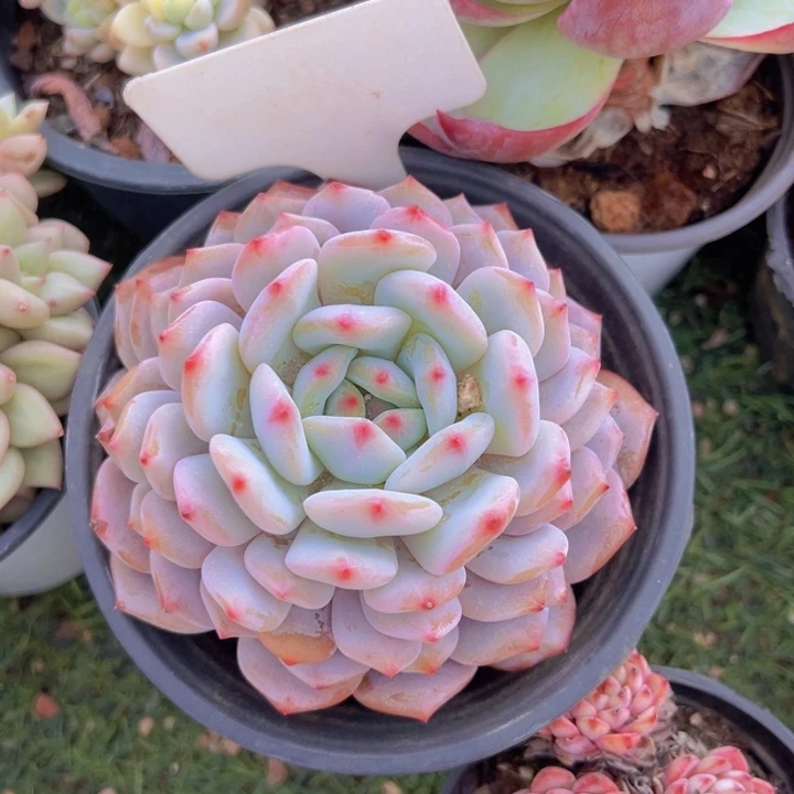 健健康康平平安安