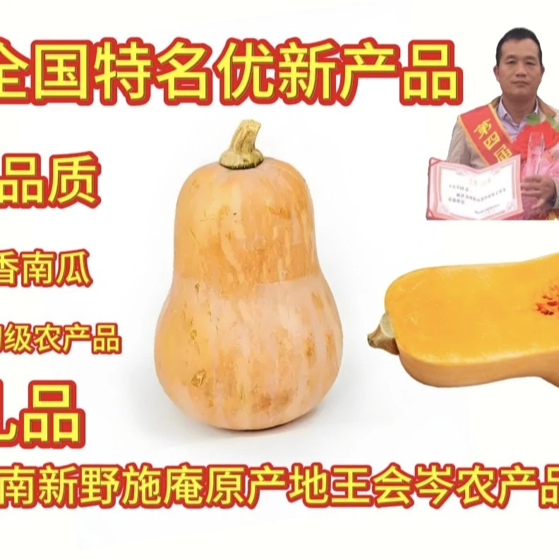 【精选】2025现摘新鲜金香小南瓜软糯香甜成人儿童宝宝辅食【精品】