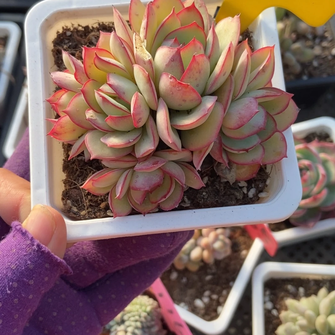 643牡丹亭多肉植物