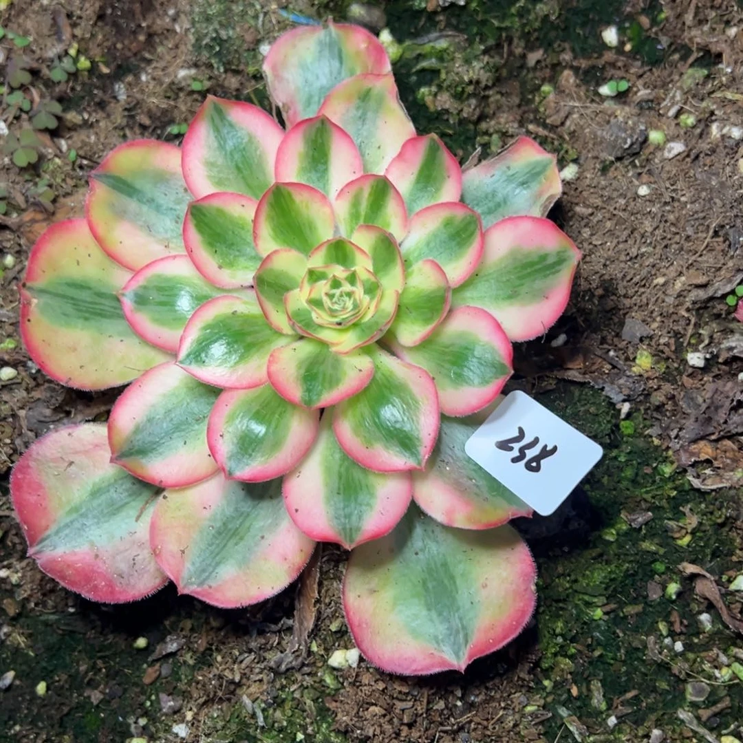 236爱丽丝多肉提子一