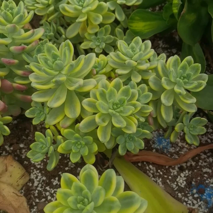 香格里拉白覆轮锦群捌下