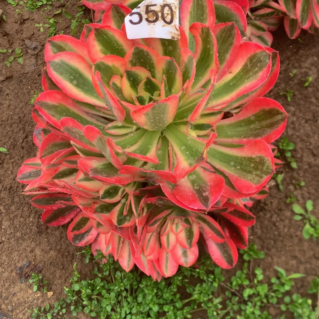 风**花550香妃多肉植物