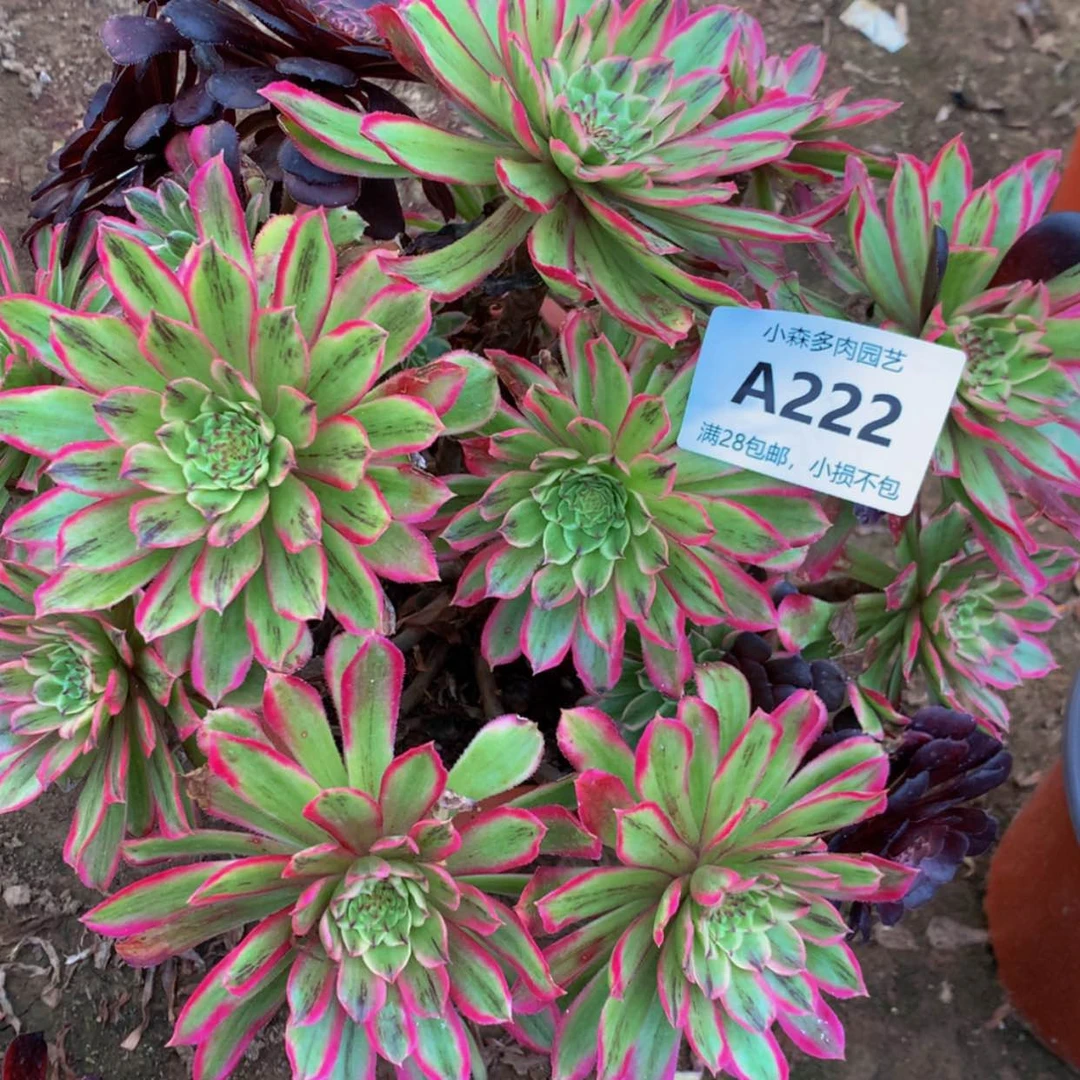 【闪购商品】结****灵222糖果多肉