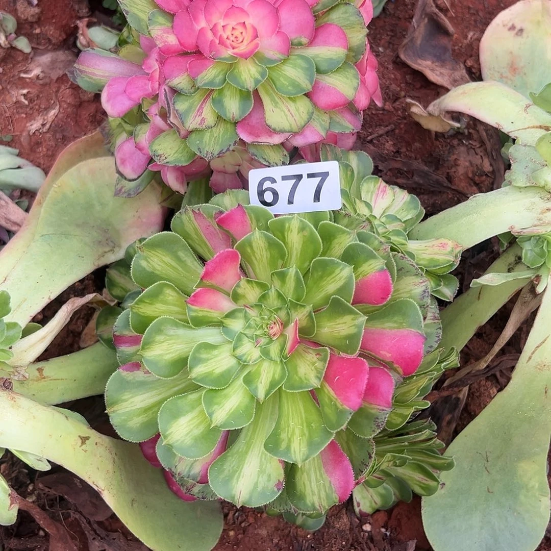 淡***】精品多肉植物677知否组合
