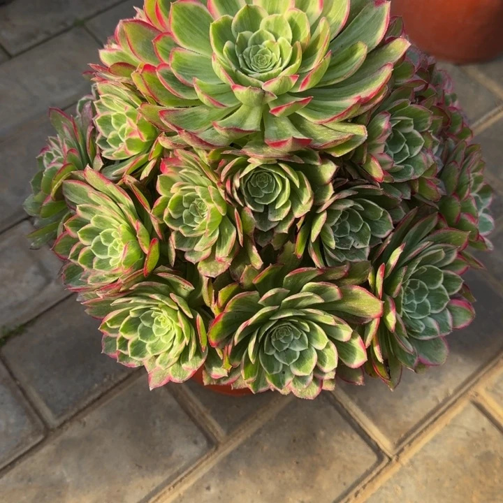 ?****?莲花捧花230肉肉