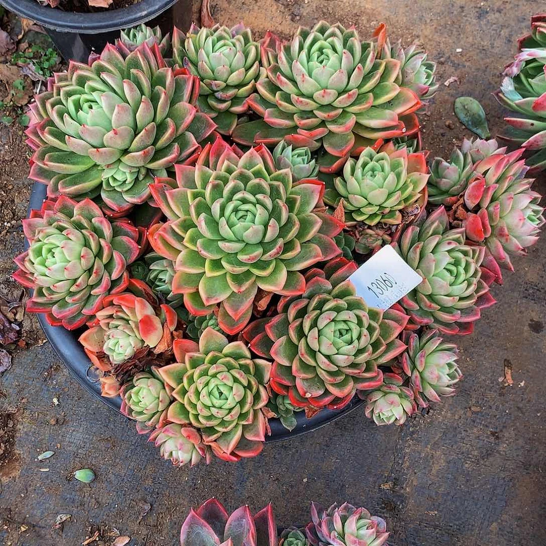 兜***米    红女巫多肉13060