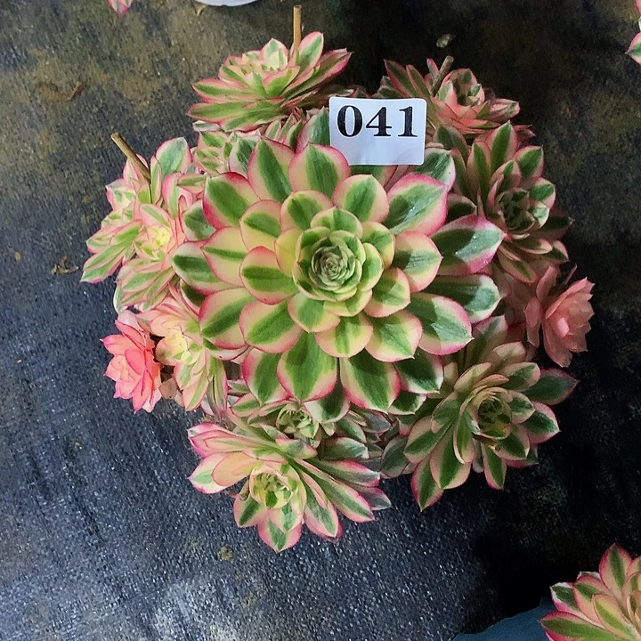 法师倾城041000000