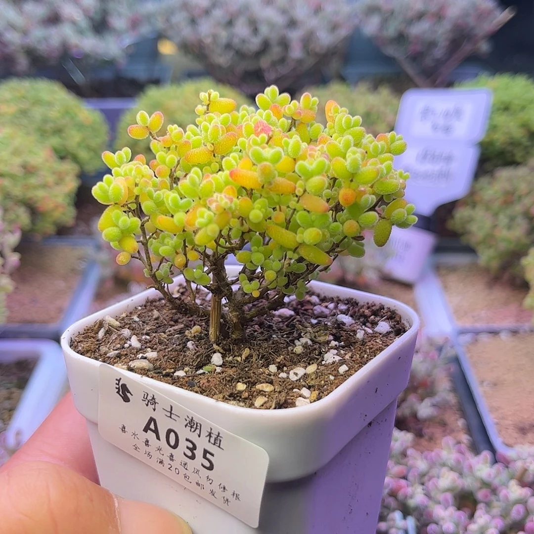 035蜜橘糖球枝干番杏