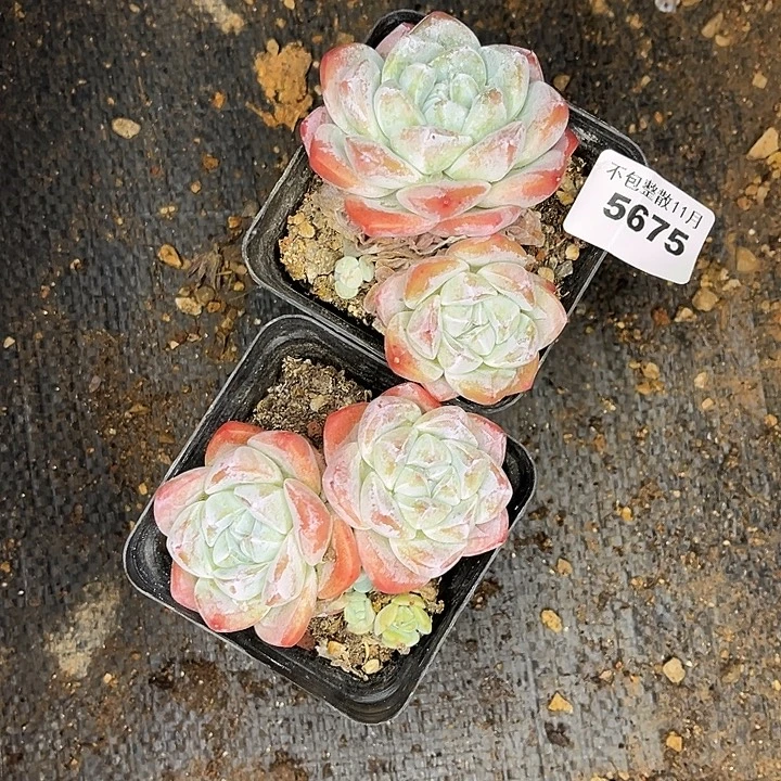 阿雅园艺。       5675