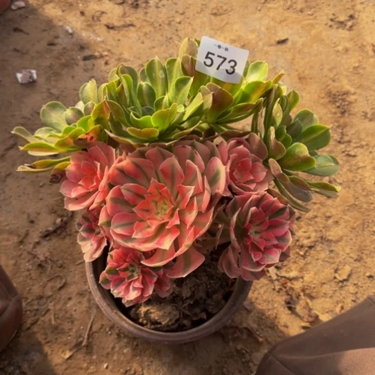 粉女巫变异一物一拍573