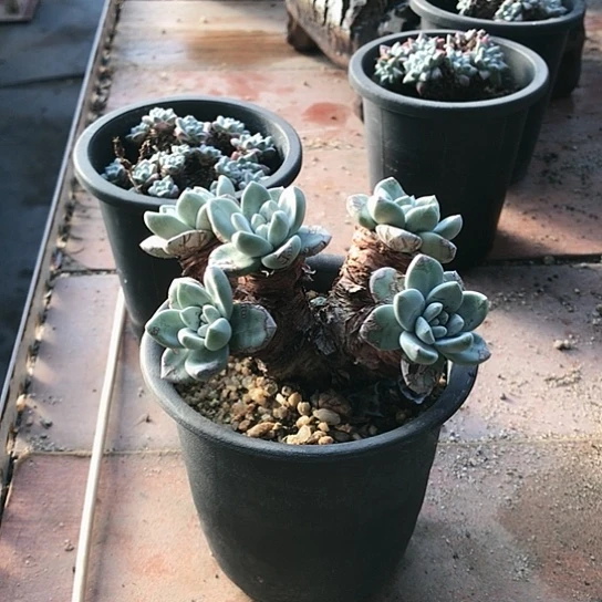 韩货大花朵仙女棒杯