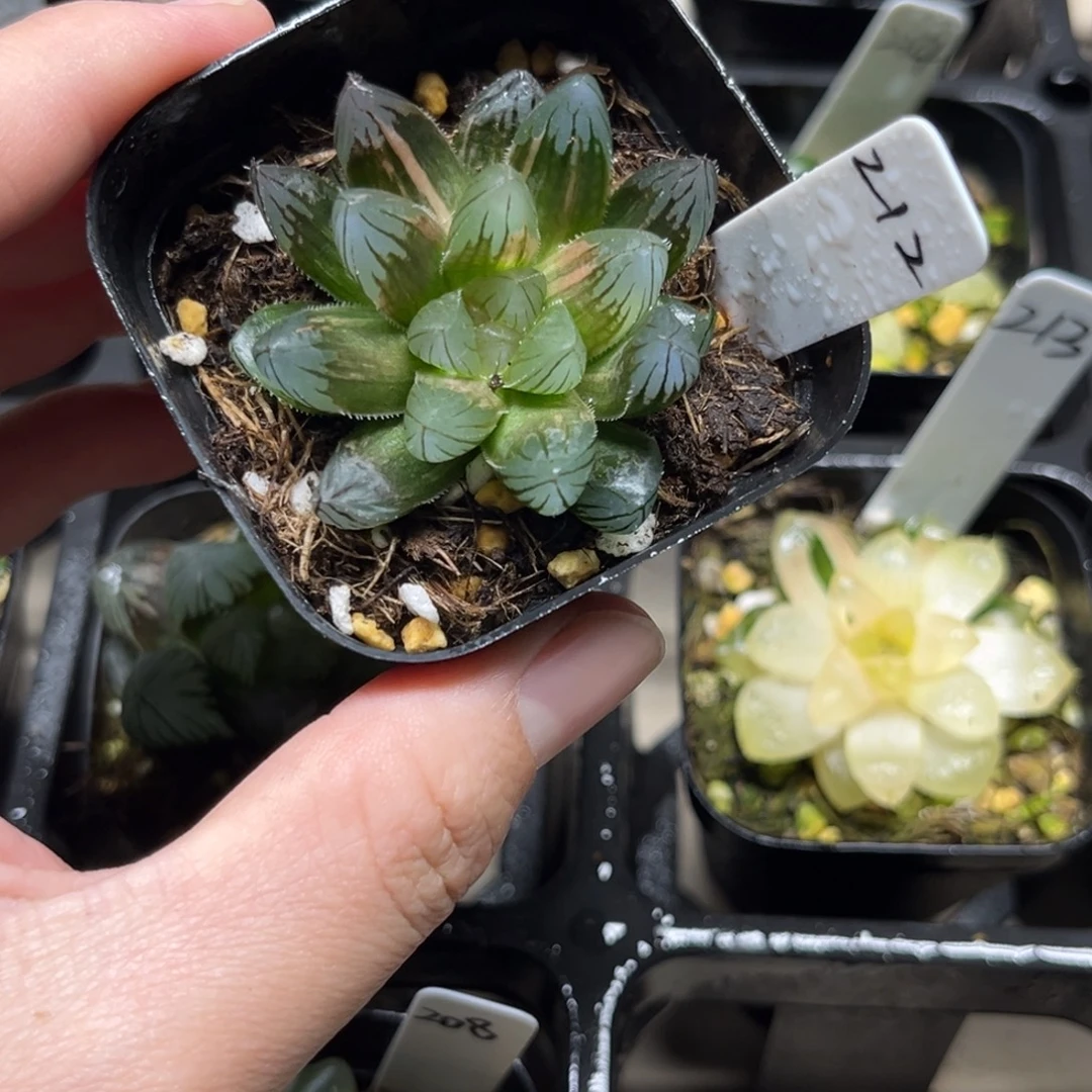 212龙爪玉露锦一物一拍