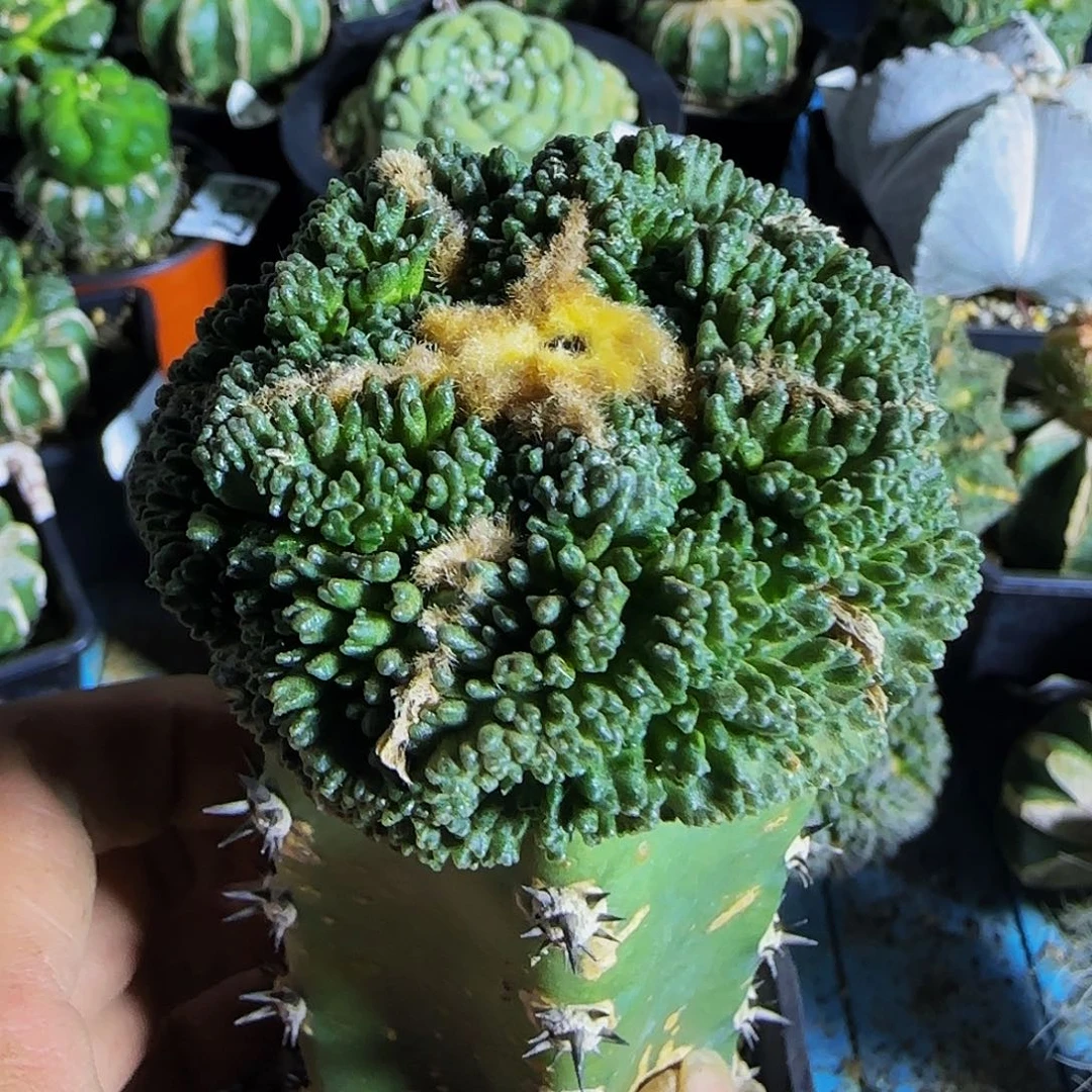 热****爷大尤哥斯拉616仙人球