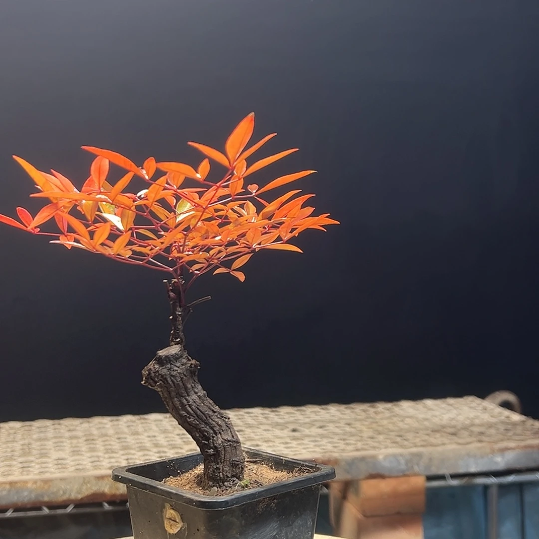 不开花植物00000038