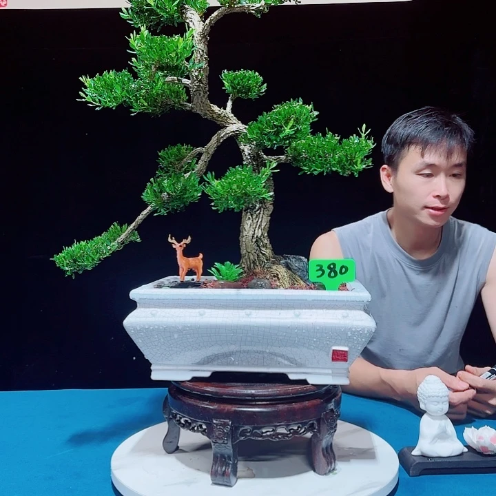 无花朵广东邹皮雀舌黄杨
