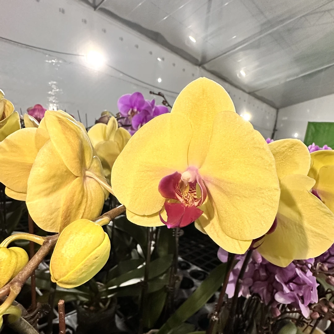 《黄金美人》花瓣厚实蝴蝶兰网红款办公室室内盆栽