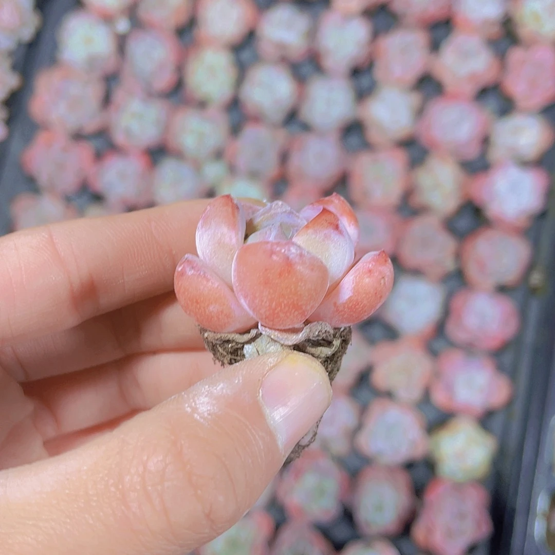 精品草莓啵啵满9.9包邮