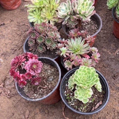 751多肉植物组合，