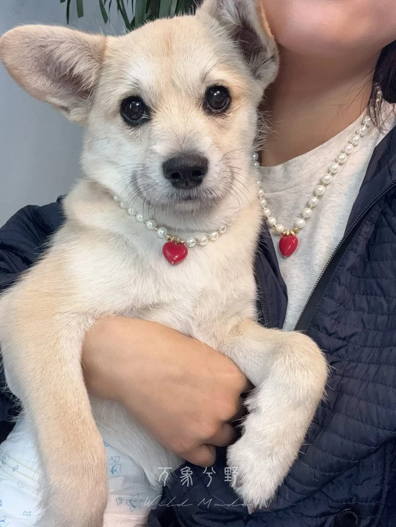 铜合金仿珍珠项链 铜合金 人宠共戴项链和宠物带同款