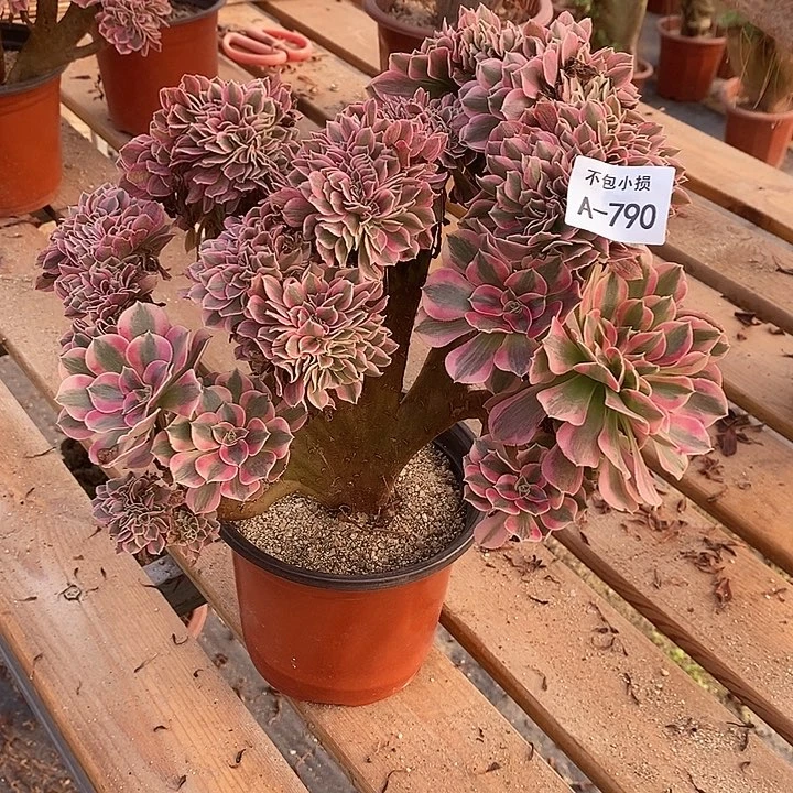 790 粉女巫缀宽30 公分