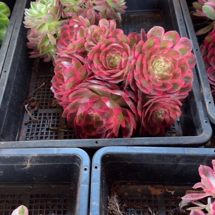 云荷群生啊啊啊啊