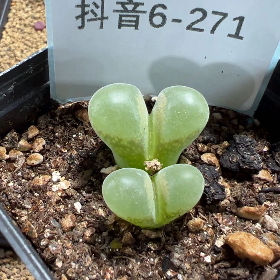 6-271肉锥多肉植物，