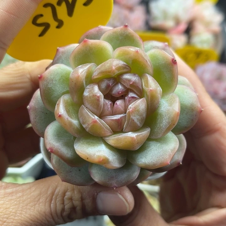 珍妮单头5325. . .