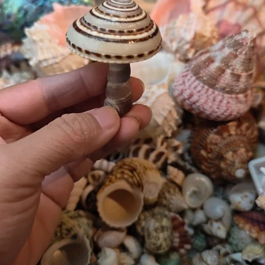 石材天然海螺贝壳蘑菇
