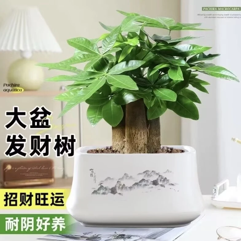 海蒂的花园四季常青桌面小盆发财树盆栽适合办公室摆放的花卉绿植