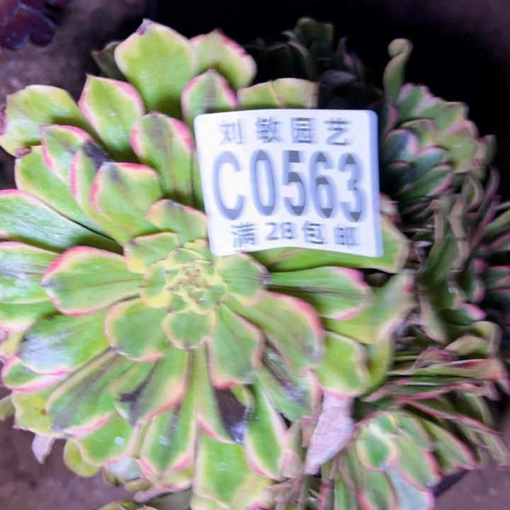 魔****纲0563多肉植物法师法师