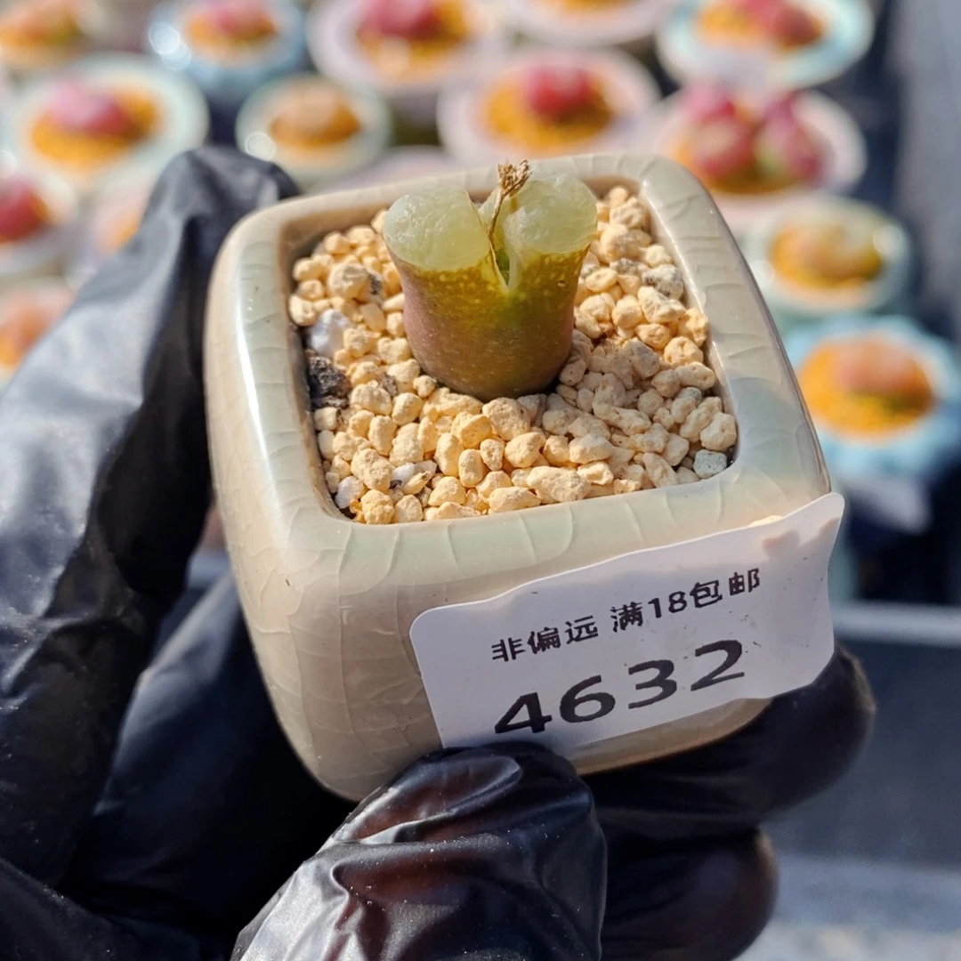 苹****4632-一物一拍 带盆