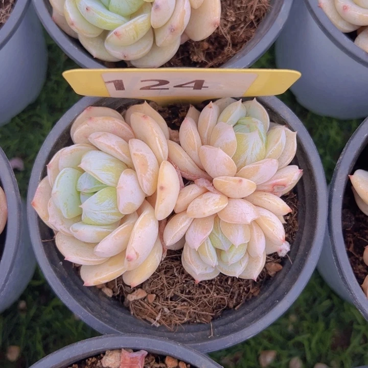 健健康康平平安安