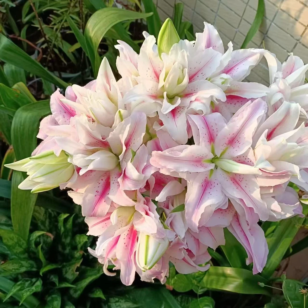 一颗《海星公主》重瓣直发香水百合种球