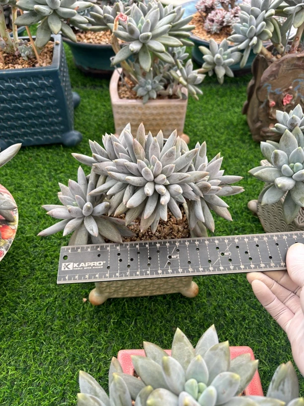 多肉植物一物一拍，哥特，彩体，胖体