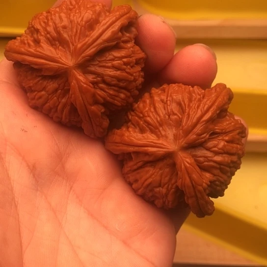 老***头核桃核桃核桃核桃核桃