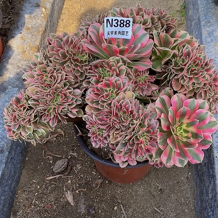 多肉植物女巫缀388多肉