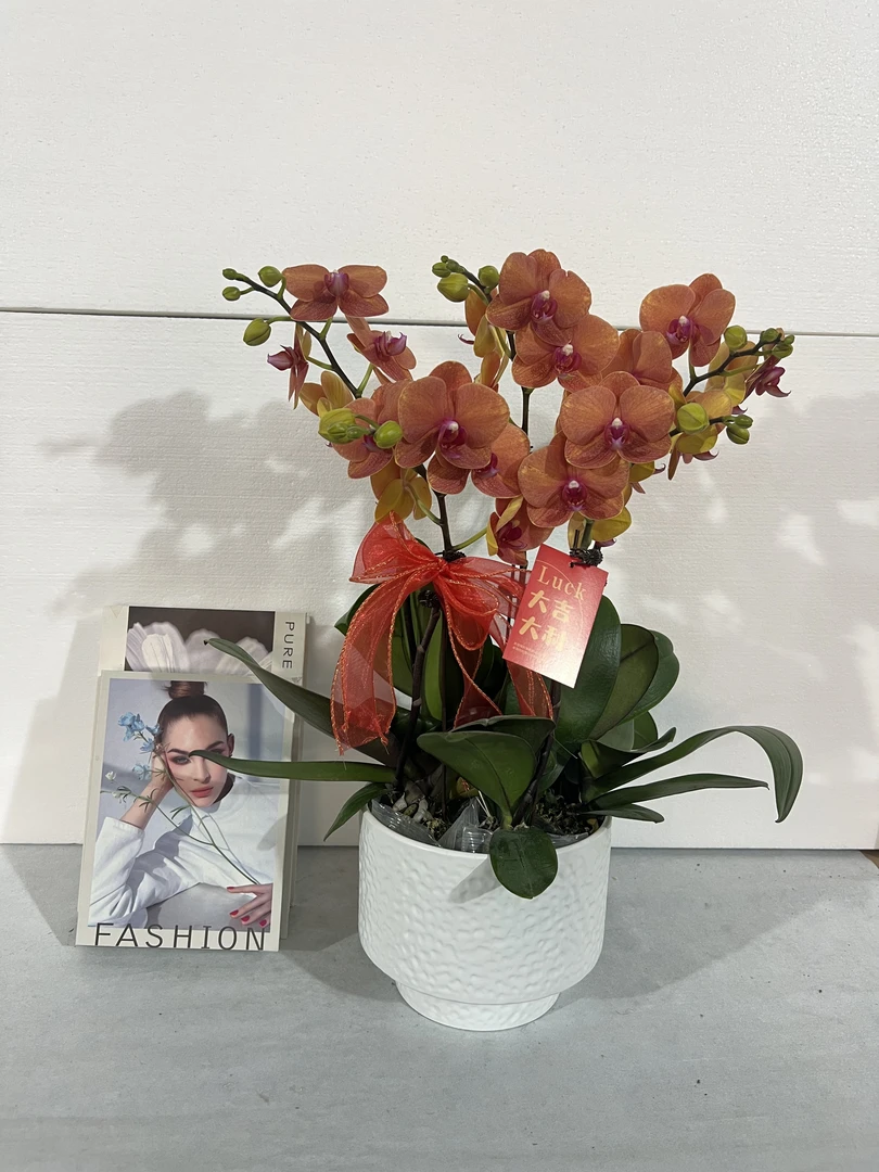 蝴蝶兰【金桔】鲜花盆栽室内观赏花花佛山基地直发好养易活