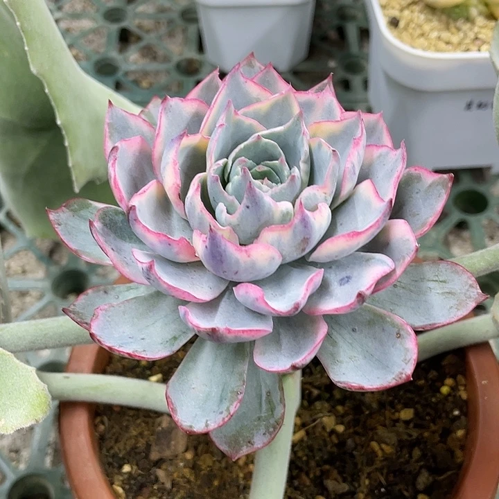 阿美星锦一物一拍