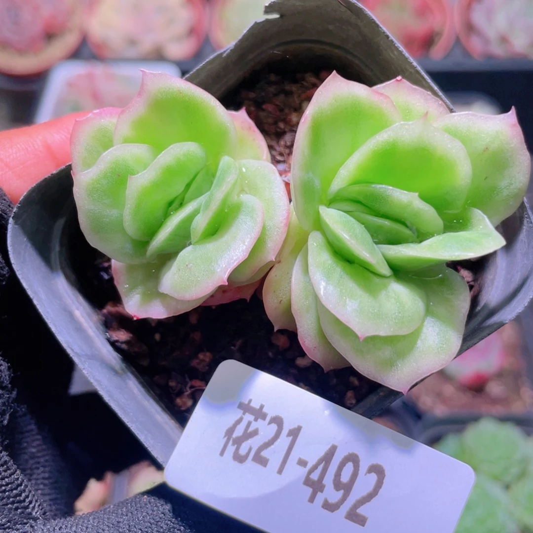 花利美21-492冰玫瑰