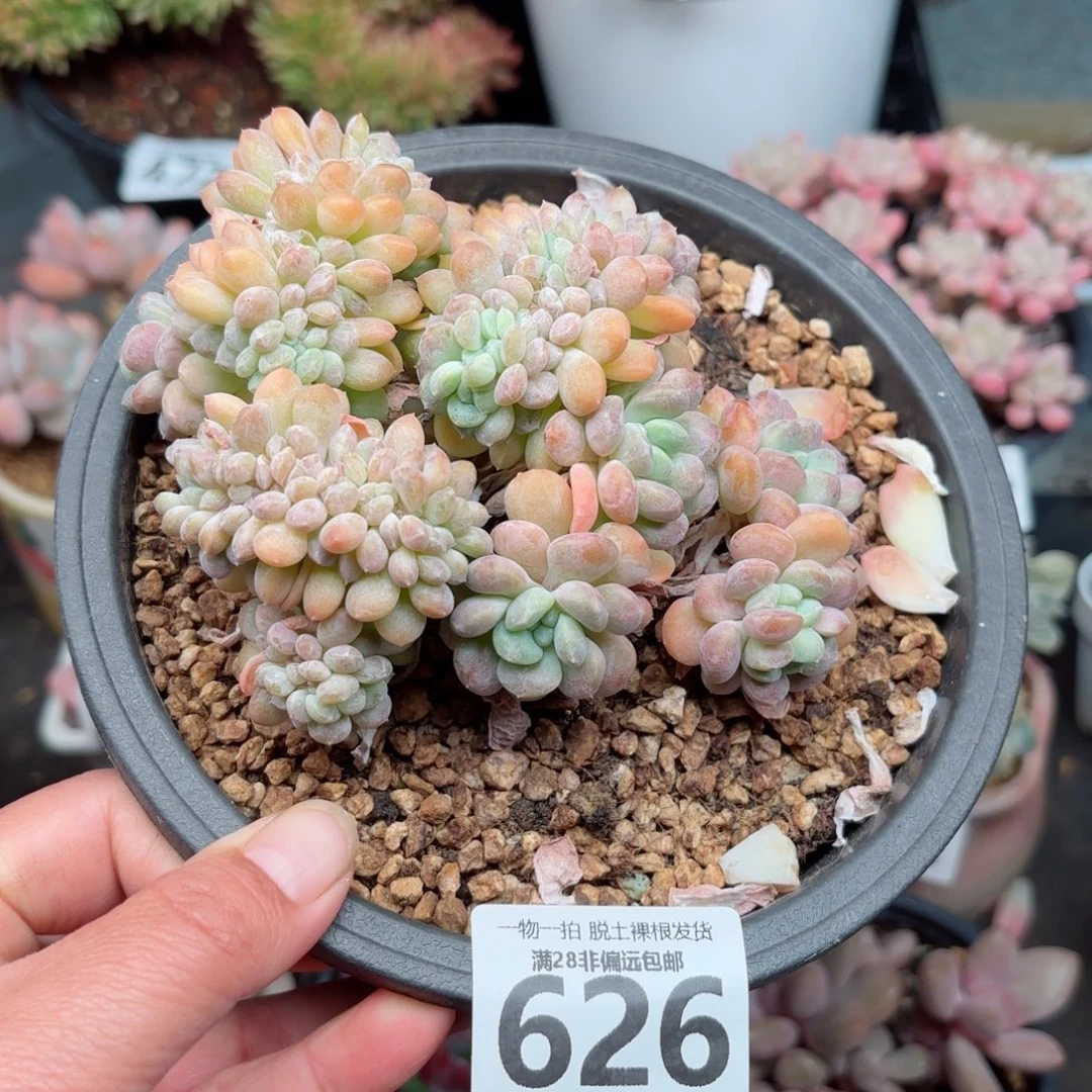 冰桃缀无盆土发货