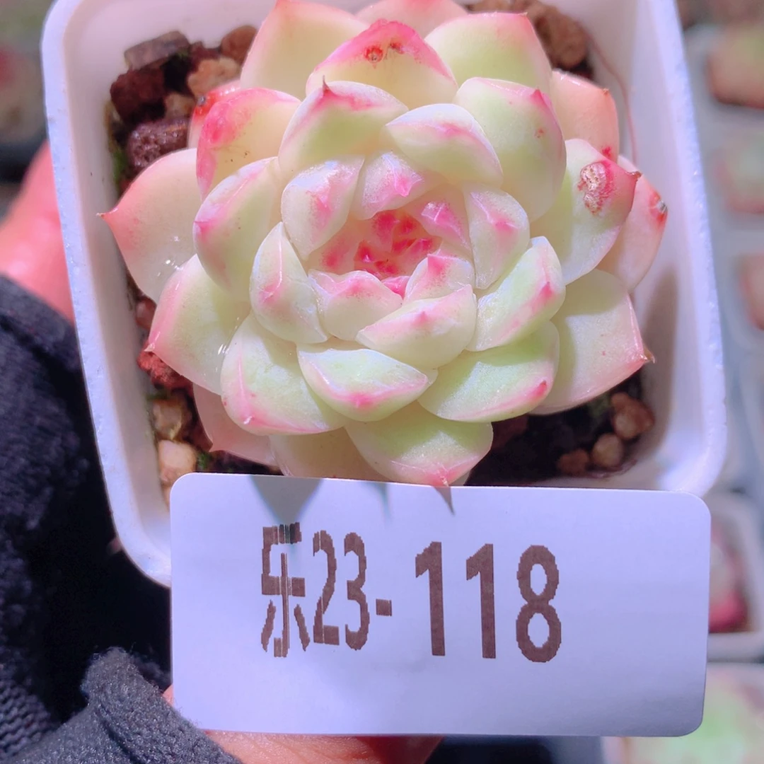 乐然23-118 明月心