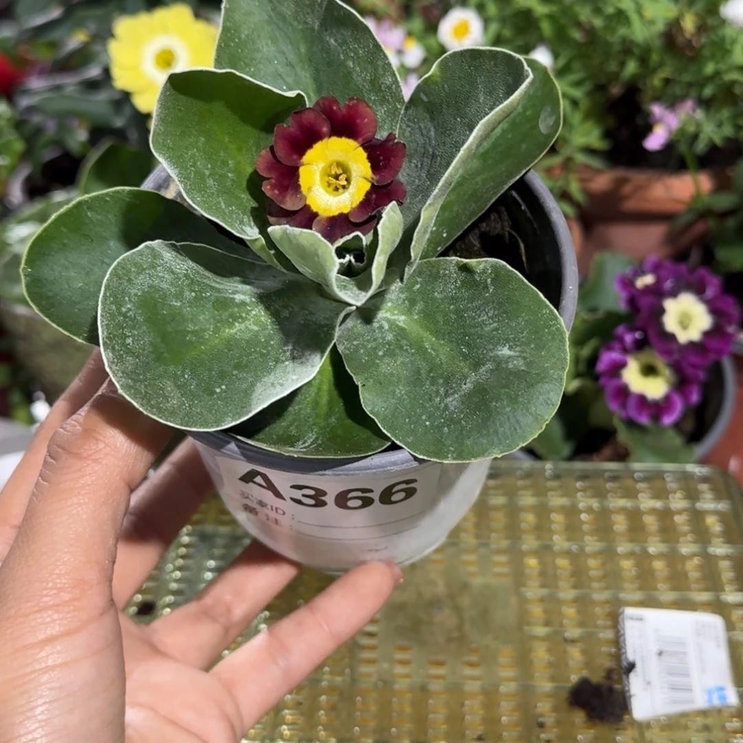 一物一拍耳叶报春A366