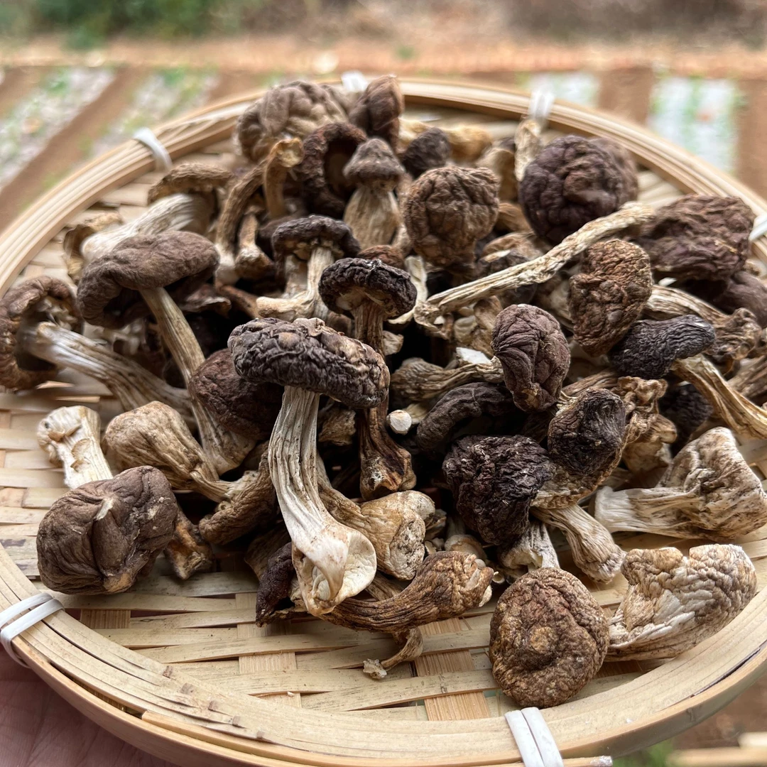 云南高原山货土特产—赤松茸