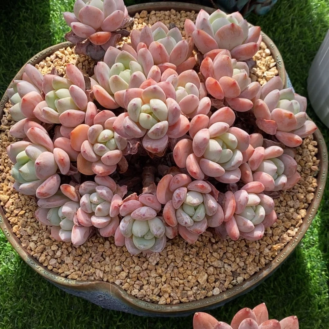 冷香 一物一拍 多肉