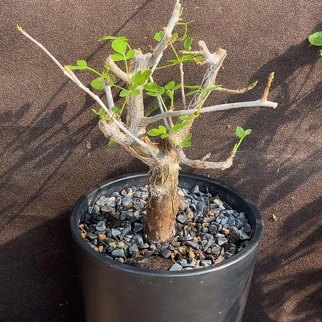 优选小叶芳香橄榄，实生