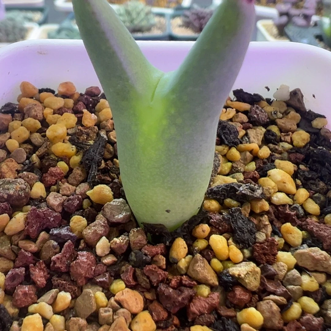 优选皮卡丘 肉锥植物