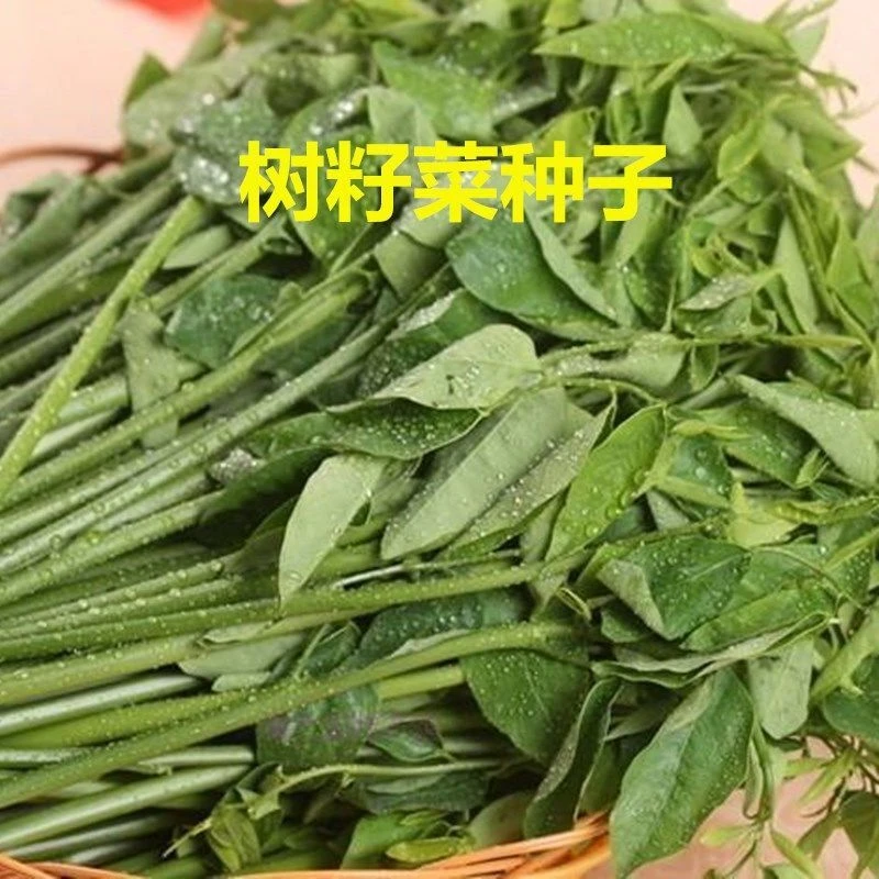 【树籽菜种子】五指山树菜种子 五指山野菜 越南菜种子